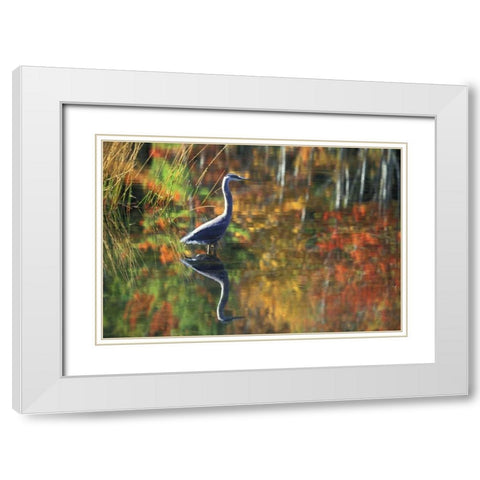 NY, Adirondacks, Great Blue Heron Reflection White Modern Wood Framed Art Print with Double Matting by Rotenberg, Nancy