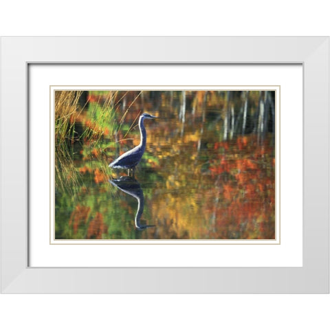 NY, Adirondacks, Great Blue Heron Reflection White Modern Wood Framed Art Print with Double Matting by Rotenberg, Nancy
