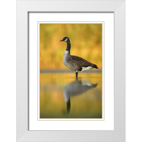 NY, New York City, Queens Canada goose in water White Modern Wood Framed Art Print with Double Matting by Morris, Arthur