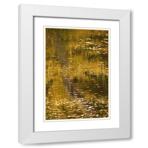 NY, Adirondack Park Fall reflections on a pond White Modern Wood Framed Art Print with Double Matting by OBrien, Jay