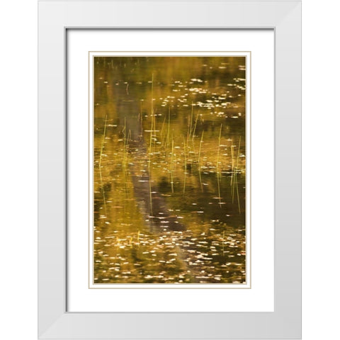 NY, Adirondack Park Fall reflections on a pond White Modern Wood Framed Art Print with Double Matting by OBrien, Jay