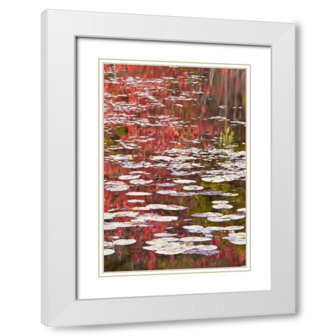 PA Autumn reflections and lily pads on lake White Modern Wood Framed Art Print with Double Matting by OBrien, Jay