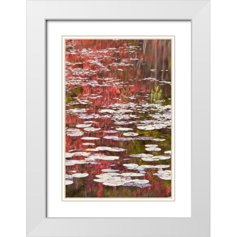 PA Autumn reflections and lily pads on lake White Modern Wood Framed Art Print with Double Matting by OBrien, Jay