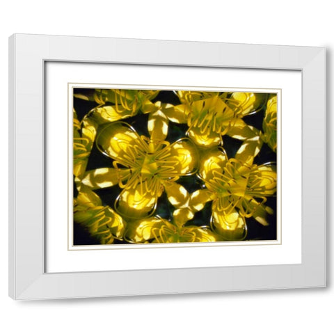 NY, Slingerlands Abstract of Daylilies White Modern Wood Framed Art Print with Double Matting by Noble Gardner, Nancy