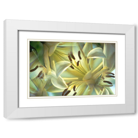 NY, Slingerlands Oriental lilies abstract White Modern Wood Framed Art Print with Double Matting by Noble Gardner, Nancy