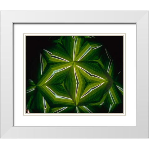 NY, Slingerlands A kaleidoscope of  iris leaves White Modern Wood Framed Art Print with Double Matting by Noble Gardner, Nancy