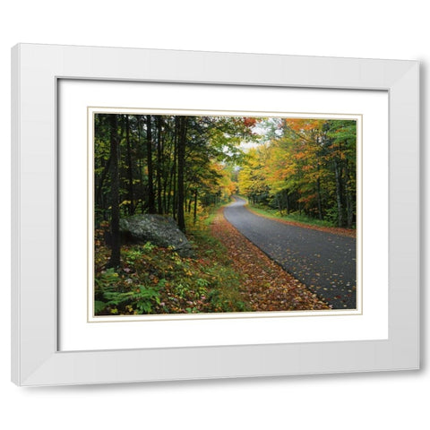 NY, Adirondack Mts Autumn trees line road White Modern Wood Framed Art Print with Double Matting by Terrill, Steve
