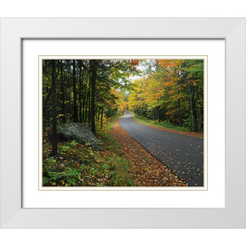 NY, Adirondack Mts Autumn trees line road White Modern Wood Framed Art Print with Double Matting by Terrill, Steve