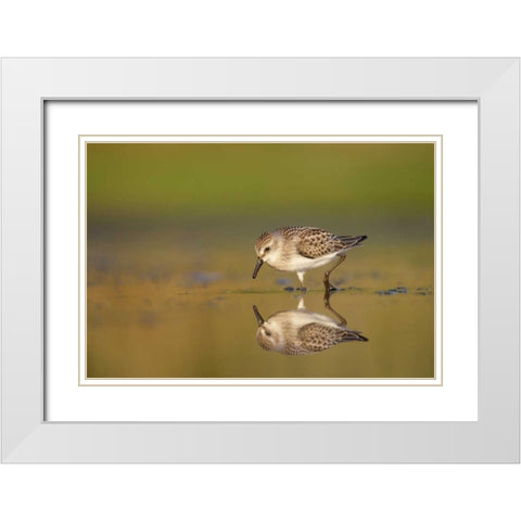 New York City, Semipalmated sandpiper hunts White Modern Wood Framed Art Print with Double Matting by Morris, Arthur
