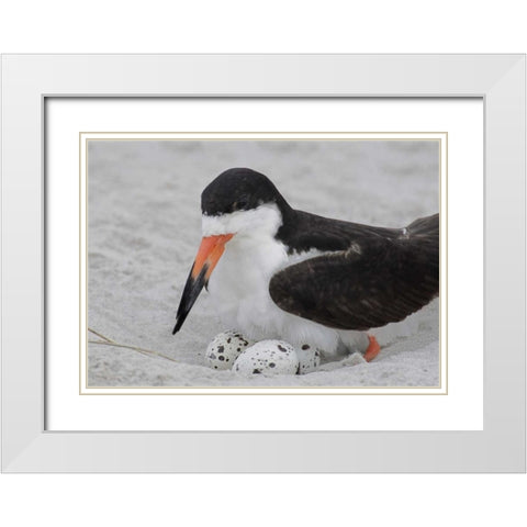 NY, Nickerson Beach Black skimmer sits on eggs White Modern Wood Framed Art Print with Double Matting by Morris, Arthur