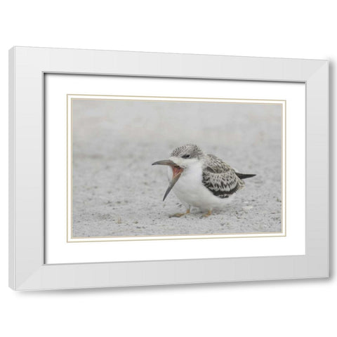 NY, Nickerson Beach, Black skimmer chick on beach White Modern Wood Framed Art Print with Double Matting by Morris, Arthur