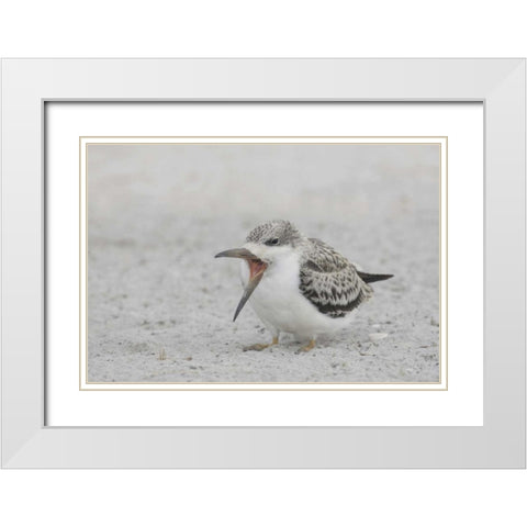 NY, Nickerson Beach, Black skimmer chick on beach White Modern Wood Framed Art Print with Double Matting by Morris, Arthur