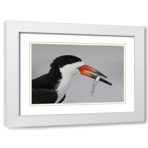 NY, Nickerson Beach, Black skimmer carrying fish White Modern Wood Framed Art Print with Double Matting by Morris, Arthur