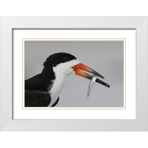 NY, Nickerson Beach, Black skimmer carrying fish White Modern Wood Framed Art Print with Double Matting by Morris, Arthur