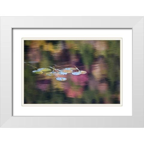 NY, Adirondack Lily pads amid fall reflections White Modern Wood Framed Art Print with Double Matting by Rotenberg, Nancy