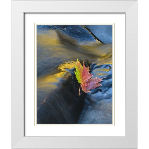 NY, Adirondack Mts Maple leaf floats downstream White Modern Wood Framed Art Print with Double Matting by Rotenberg, Nancy