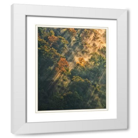 NY, Letchworth SP Sunrise lights foggy forest White Modern Wood Framed Art Print with Double Matting by OBrien, Jay
