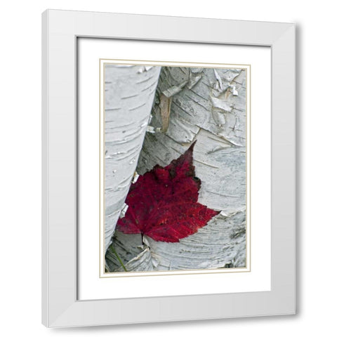 New York, Inlet Maple leaf on aspen tree trunk White Modern Wood Framed Art Print with Double Matting by OBrien, Jay