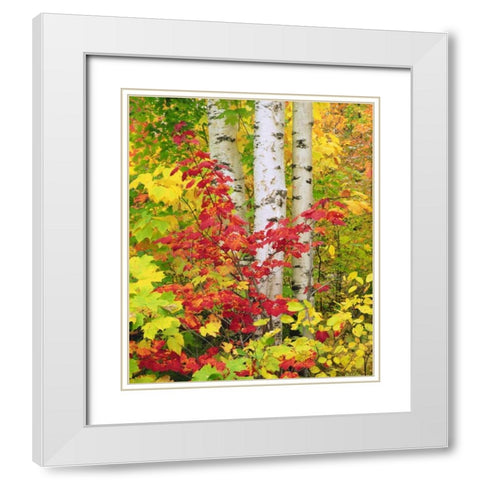 NY, Adirondack Park, Autumn of Birch and Maples White Modern Wood Framed Art Print with Double Matting by Talbot Frank, Christopher