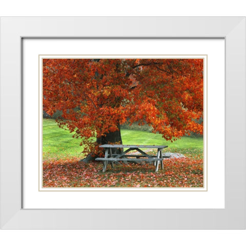 New York, West Park Bench under maple in autumn White Modern Wood Framed Art Print with Double Matting by Terrill, Steve