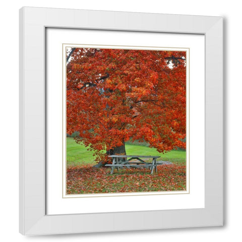 New York, West Park Bench under maple in autumn White Modern Wood Framed Art Print with Double Matting by Terrill, Steve