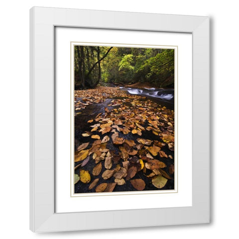 New York, Adirondack Mts Leaves and stream White Modern Wood Framed Art Print with Double Matting by Rotenberg, Nancy