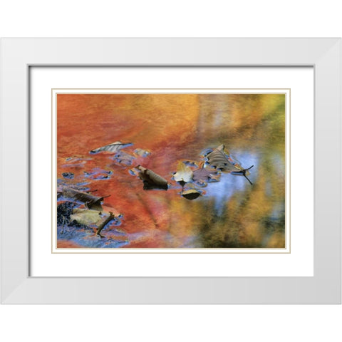 NY, Adirondack Mts Autumn reflections in stream White Modern Wood Framed Art Print with Double Matting by Rotenberg, Nancy