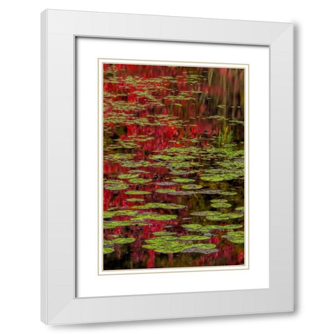 NY, Adirondacks Lily pads and fall reflections White Modern Wood Framed Art Print with Double Matting by OBrien, Jay