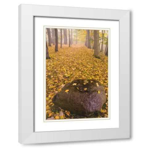 New York, Letchworth SP Autumn forest scenic White Modern Wood Framed Art Print with Double Matting by OBrien, Jay