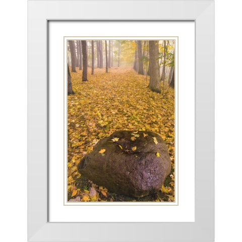 New York, Letchworth SP Autumn forest scenic White Modern Wood Framed Art Print with Double Matting by OBrien, Jay