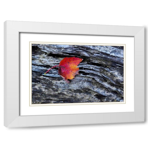 New York, Adirondack Mountains Leaf on dark rock White Modern Wood Framed Art Print with Double Matting by OBrien, Jay