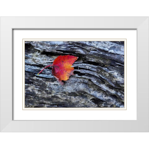 New York, Adirondack Mountains Leaf on dark rock White Modern Wood Framed Art Print with Double Matting by OBrien, Jay