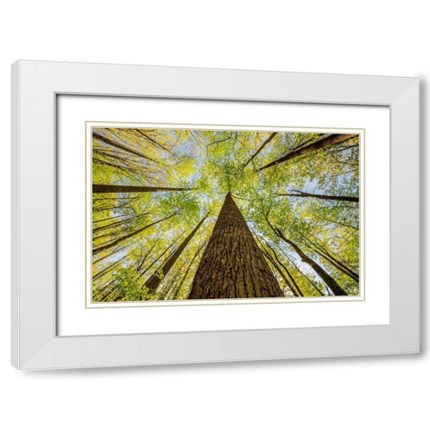 Wide angle view upward in the forest-Great Smoky Mountains National Park-North Carolina White Modern Wood Framed Art Print with Double Matting by Jones, Adam