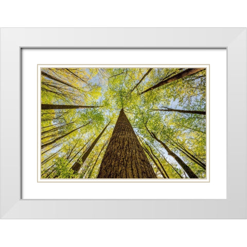 Wide angle view upward in the forest-Great Smoky Mountains National Park-North Carolina White Modern Wood Framed Art Print with Double Matting by Jones, Adam