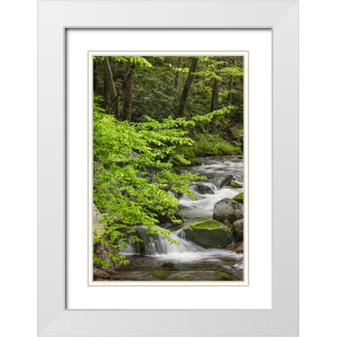 Cascading mountain stream-Great Smoky Mountains National Park-Tennessee-North Carolina White Modern Wood Framed Art Print with Double Matting by Jones, Adam