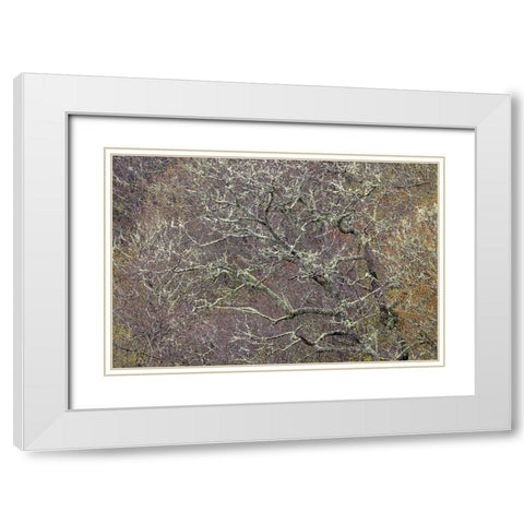 Lichen covered trees at high elevation-Great Smoky Mountains National Park-North Carolina White Modern Wood Framed Art Print with Double Matting by Jones, Adam