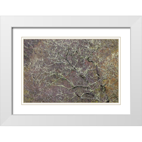 Lichen covered trees at high elevation-Great Smoky Mountains National Park-North Carolina White Modern Wood Framed Art Print with Double Matting by Jones, Adam