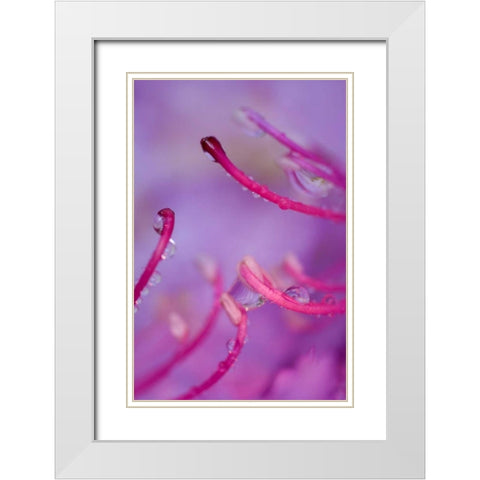 North Carolina Catawba rhododendron with dew White Modern Wood Framed Art Print with Double Matting by Rotenberg, Nancy