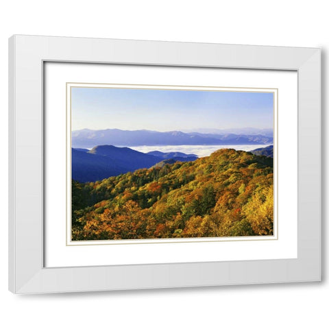 NC, Great Smoky Mts Forest in autumn White Modern Wood Framed Art Print with Double Matting by Flaherty, Dennis