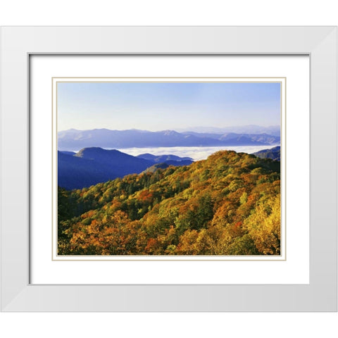 NC, Great Smoky Mts Forest in autumn White Modern Wood Framed Art Print with Double Matting by Flaherty, Dennis