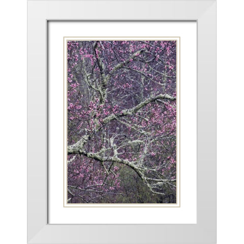 North Carolina, Smoky Mts Cherry blossom tree White Modern Wood Framed Art Print with Double Matting by Rotenberg, Nancy