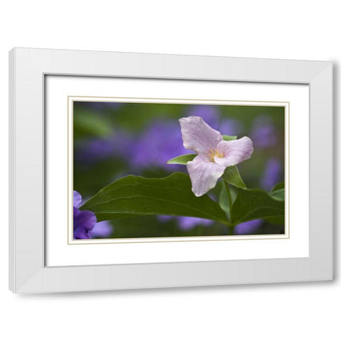 NC, Great Smoky Mts White trillium in spring White Modern Wood Framed Art Print with Double Matting by Rotenberg, Nancy