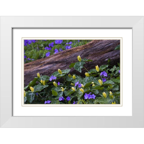 NC, Great Smoky Mts Spring flowers by a log White Modern Wood Framed Art Print with Double Matting by Rotenberg, Nancy