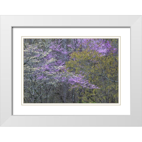 NC, Great Smoky Mts Dogwood and redbud trees White Modern Wood Framed Art Print with Double Matting by Rotenberg, Nancy