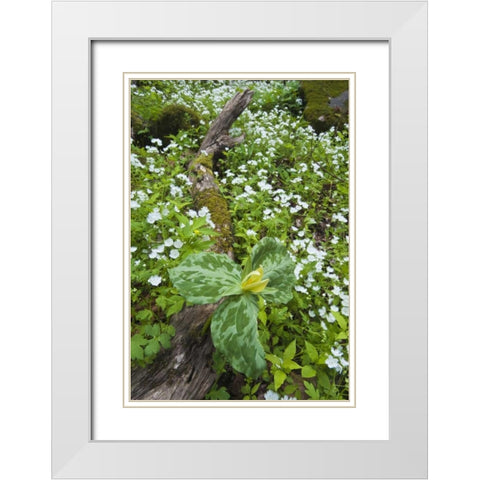 North Carolina, Great Smoky Mts Trillium flowers White Modern Wood Framed Art Print with Double Matting by Rotenberg, Nancy