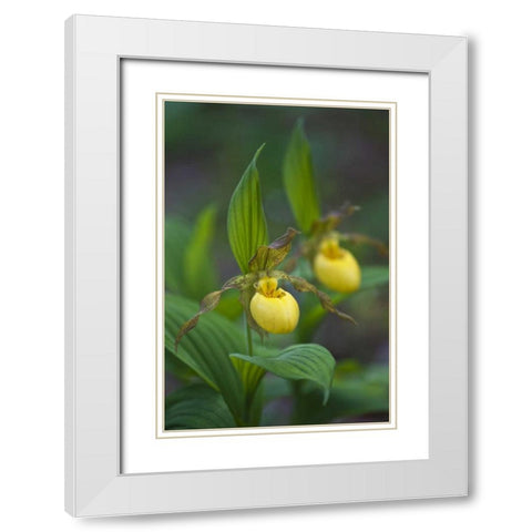 North Carolina Yellow ladys slipper flowers White Modern Wood Framed Art Print with Double Matting by Rotenberg, Nancy