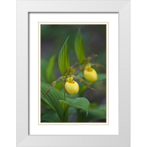 North Carolina Yellow ladys slipper flowers White Modern Wood Framed Art Print with Double Matting by Rotenberg, Nancy