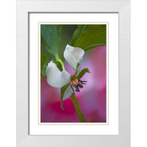 NC, Great Smoky Mts A southern nodding trillium White Modern Wood Framed Art Print with Double Matting by Rotenberg, Nancy