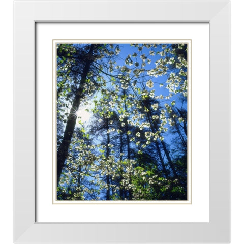 North Carolina, Flowering Dogwood trees White Modern Wood Framed Art Print with Double Matting by Talbot Frank, Christopher