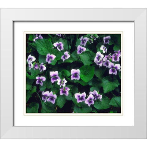 North Carolina, Great Smoky Mts Forest flowers White Modern Wood Framed Art Print with Double Matting by Talbot Frank, Christopher